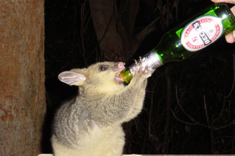 Drunk Possum